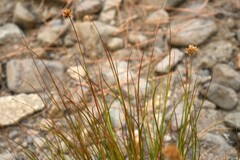Juncus torreyi