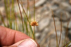 Juncus torreyi