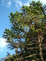 Araucaria angustifolia