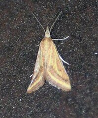 Microtheoris ophionalis