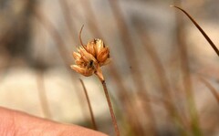 Juncus torreyi