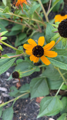Rudbeckia triloba