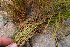 Juncus torreyi