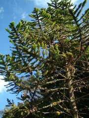 Araucaria angustifolia