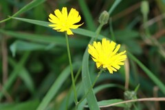 Crepis capillaris