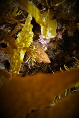 Phasianella ventricosa