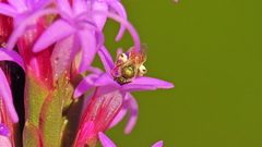 Lasioglossum nymphale