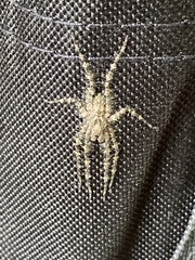 Pandercetes gracilis