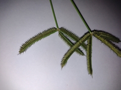 Dactyloctenium aegyptium
