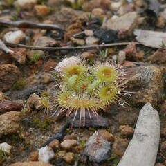 Drosera glanduligera