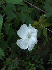 Ipomoea suaveolens