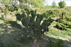 Opuntia