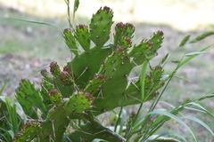 Opuntia