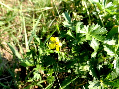 Potentilla argentea