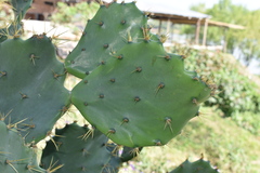 Opuntia