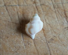 Struthiolaria papulosa