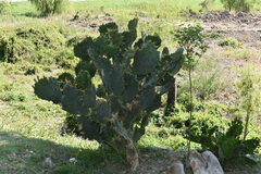 Opuntia