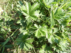 Potentilla argentea