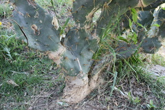 Opuntia