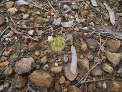 Drosera glanduligera