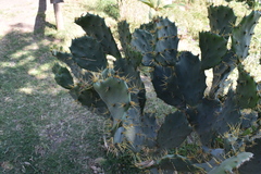 Opuntia