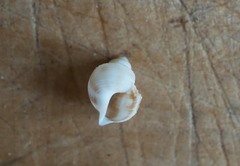 Struthiolaria papulosa