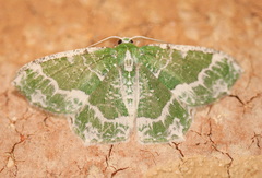 Eucyclodes insperata