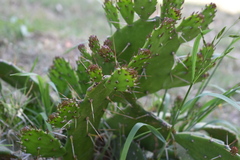 Opuntia