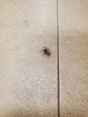 Trachelas tranquillus