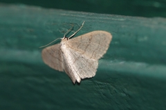 Idaea aversata