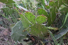 Opuntia