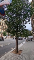 Populus nigra
