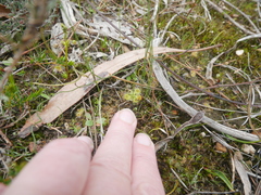 Drosera glanduligera