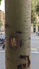 Populus nigra