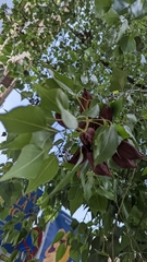 Populus nigra