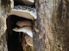 Climacodon septentrionalis