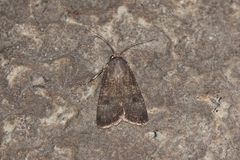 Agrotis trux