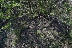 Acromyrmex crassispinus