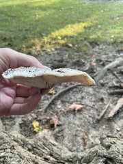 Climacodon septentrionalis