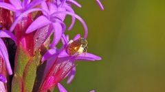 Lasioglossum nymphale
