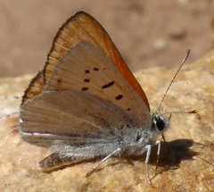 Tharsalea rubidus