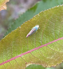 Graphocephala