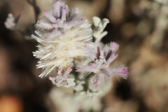 Ptilotus sessilifolius