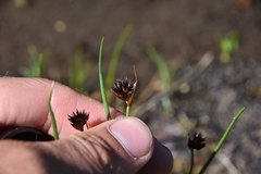 Juncus mertensianus