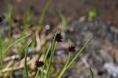 Juncus mertensianus