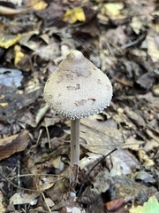 Macrolepiota ameriprocera