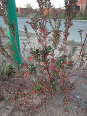 Chenopodiastrum murale
