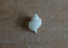 Struthiolaria papulosa