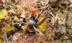 Lunella undulata