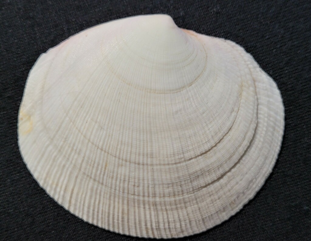 Codakia distinguenda